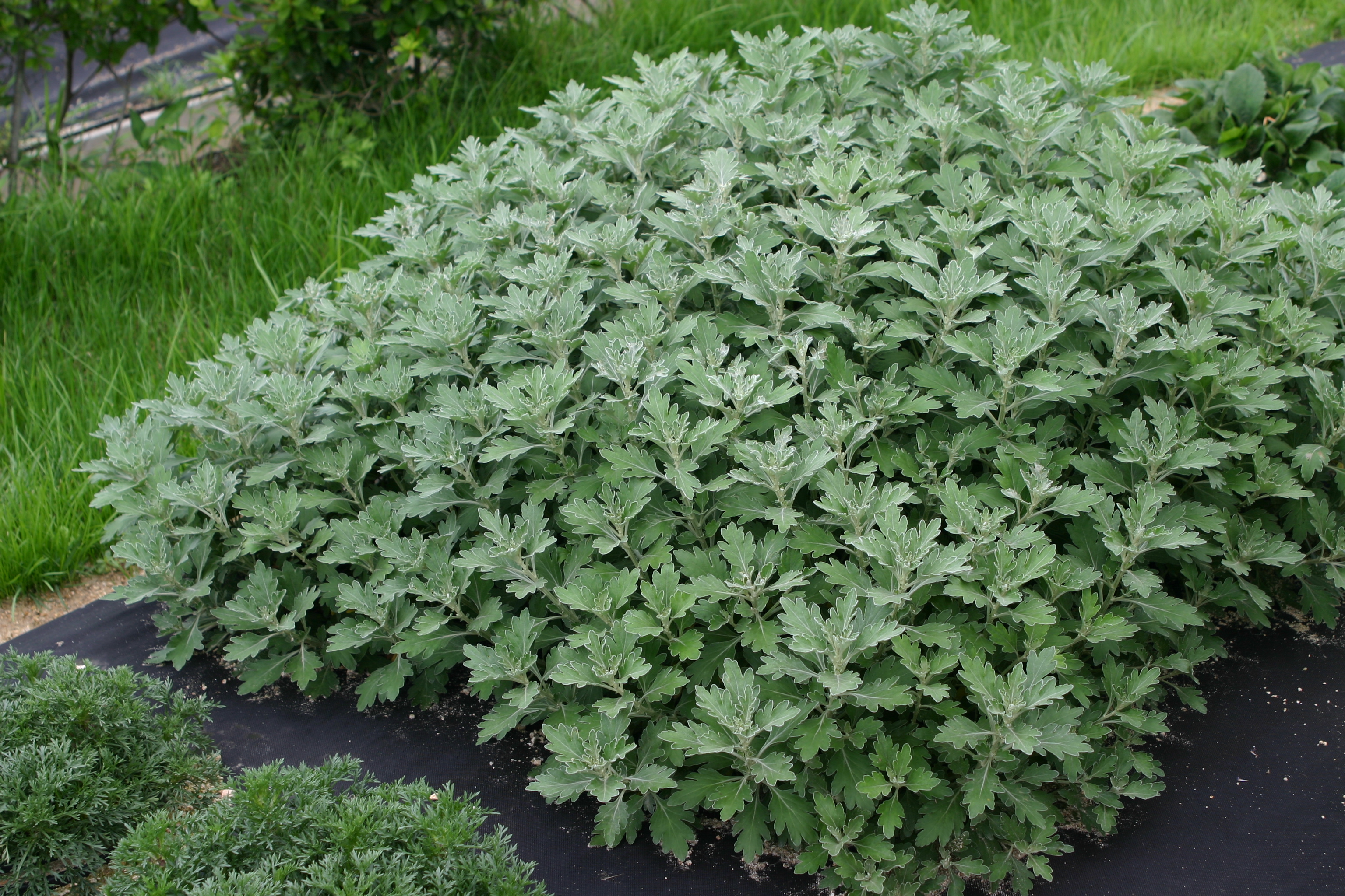 Chrysanthemum pacificum